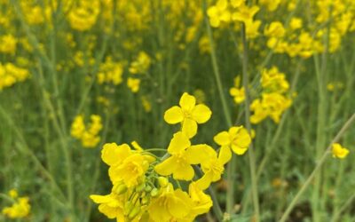 INTE vara momspliktiga!